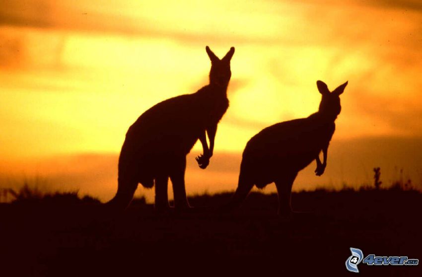 Cánguros, siluetas de los animales, puesta de sol anaranjada, Australia