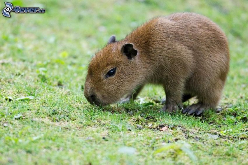 Capybara, cachorro, hierba
