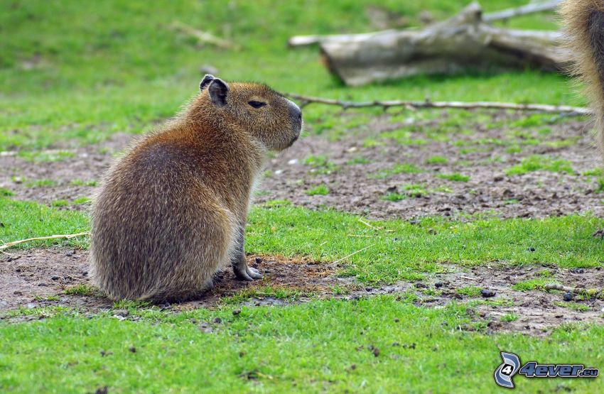 Capybara, cachorro