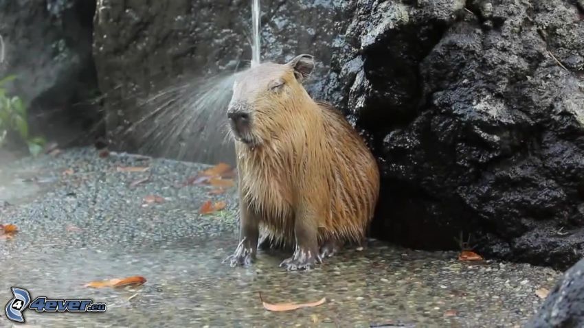 Capybara, corriente de agua