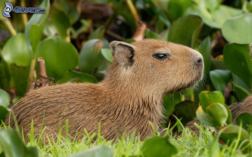 Capybara, hojas verdes