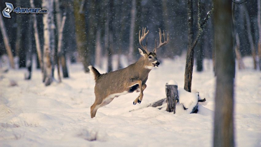 ciervo, salto, bosque nevado