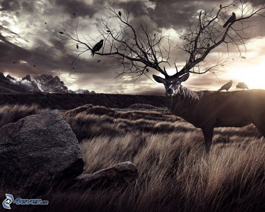 ciervos en un campo, puesta del sol, ramas
