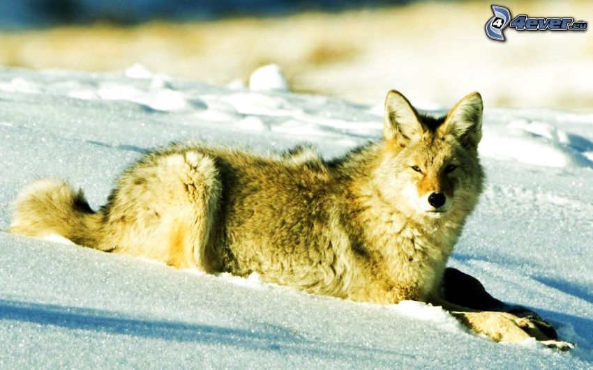 coyote, nieve