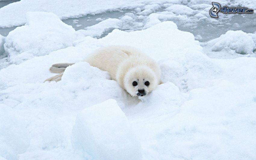 Cría de foca, nieve, témpanos de hielo