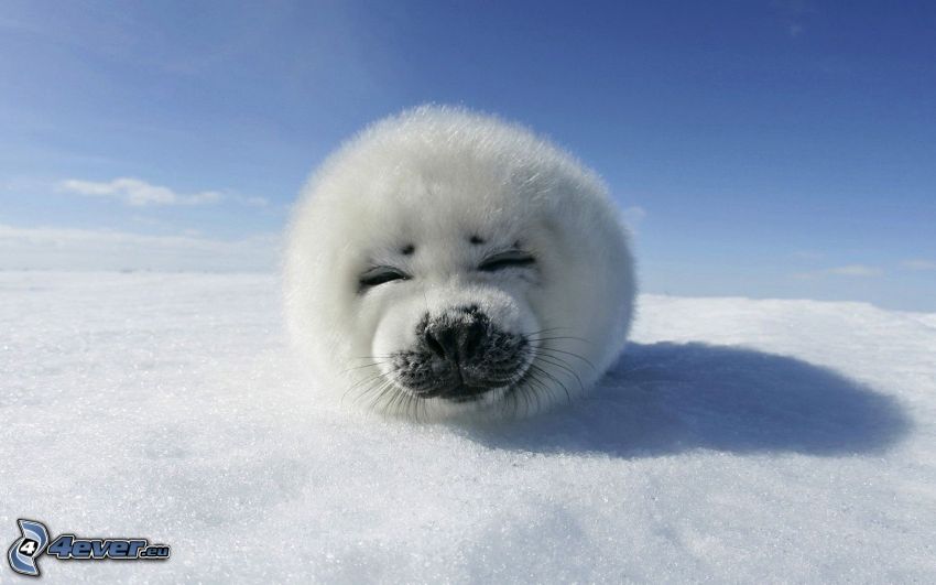 Cría de foca, nieve
