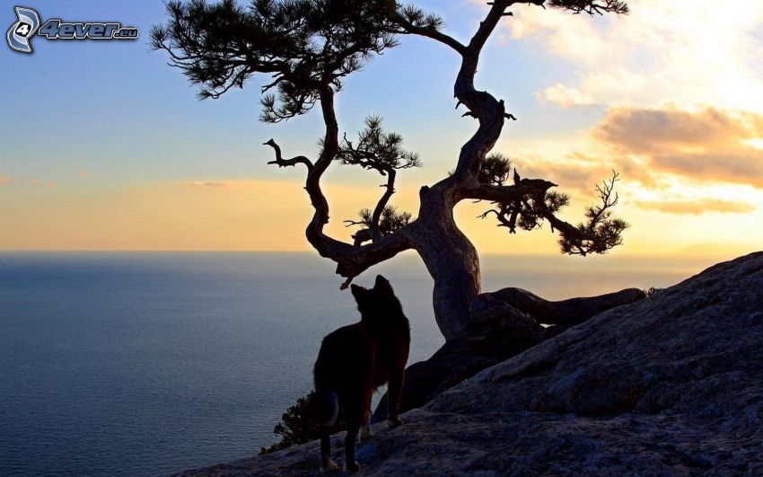 dingo, Alta Mar, árbol, vista al mar, después de la puesta del sol