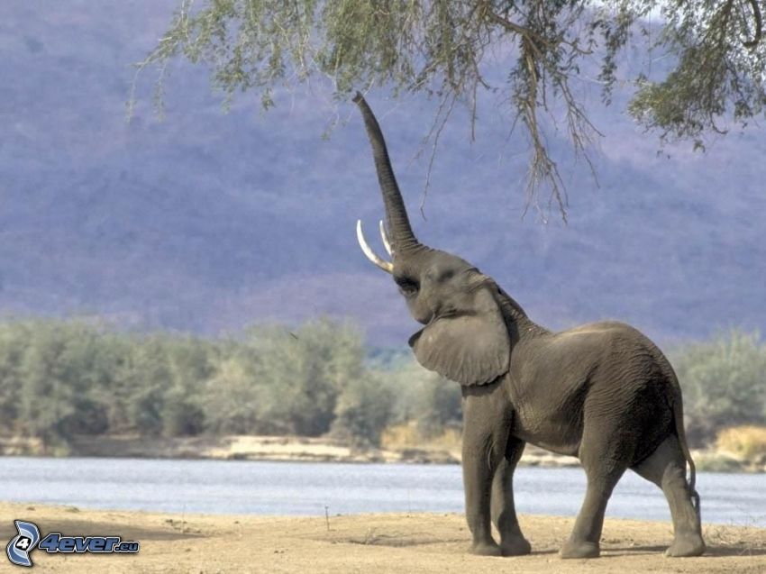 elefante, animal
