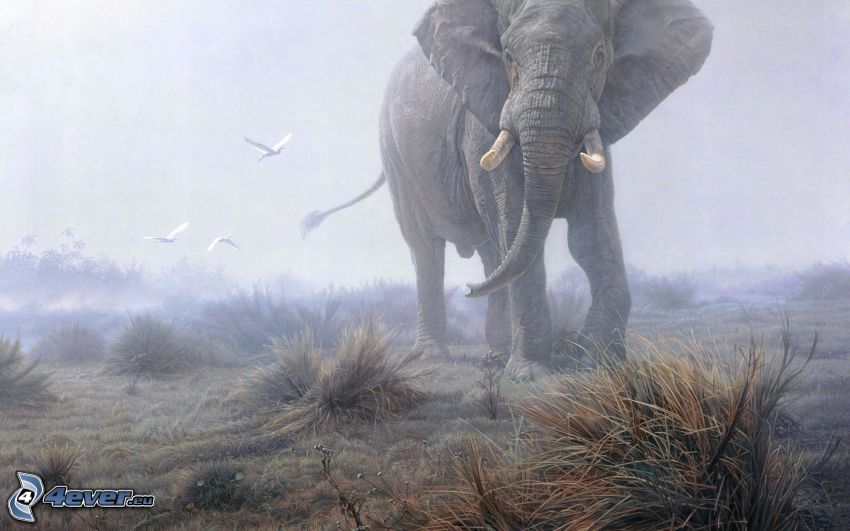 elefante, campo