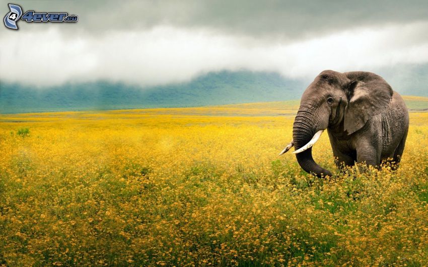 elefante, flores amarillas, campo, nubes