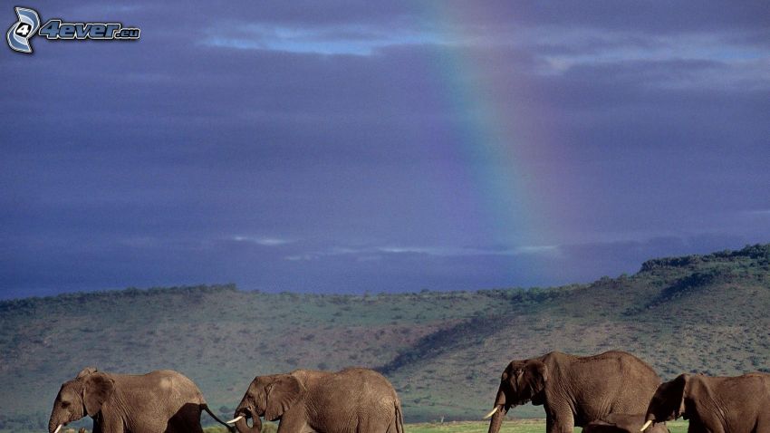 elefantes, arco iris