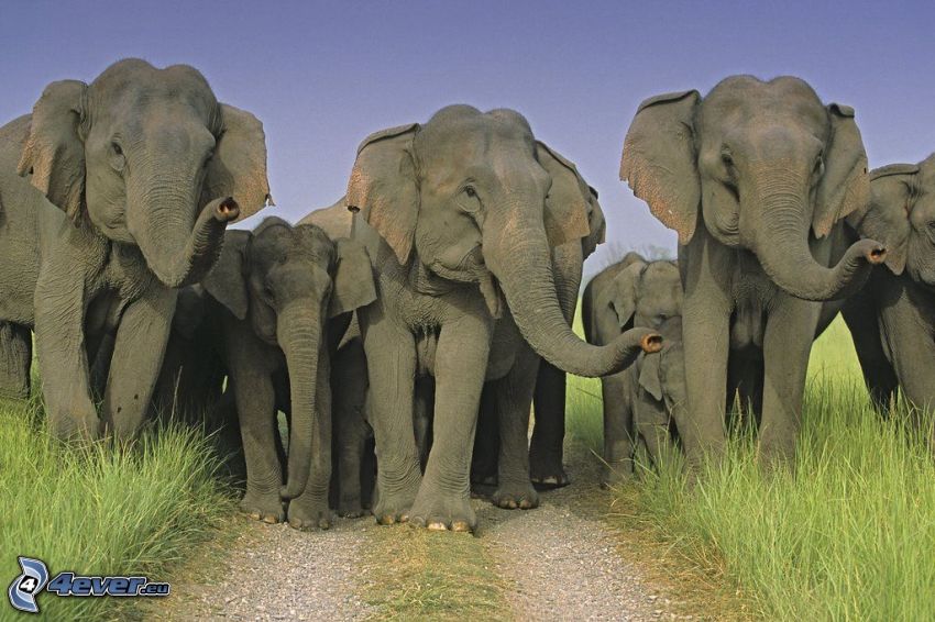 elefantes, camino de campo