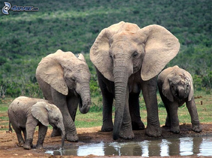 elefantes, charco
