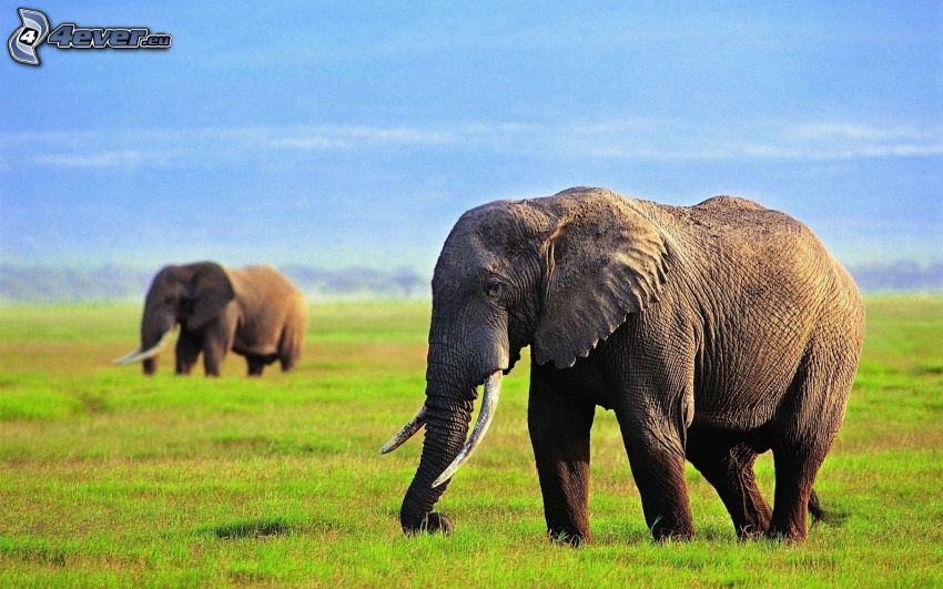 elefantes, hierba