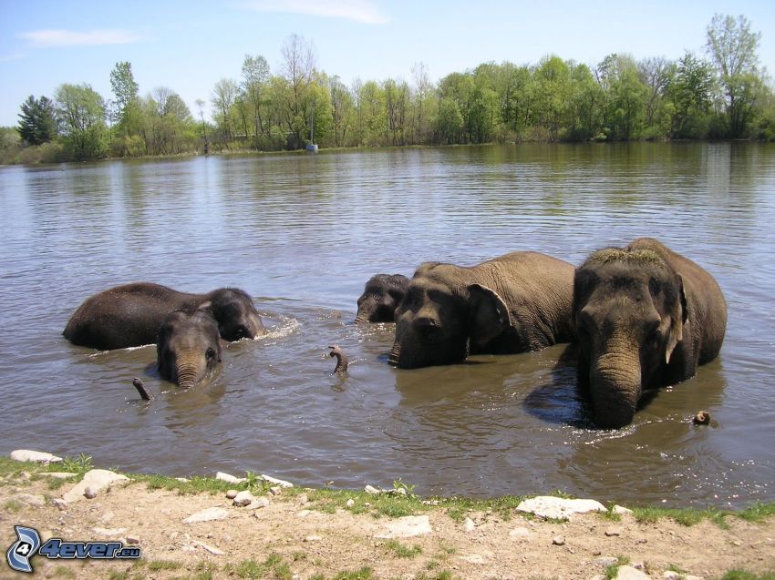 elefantes, río