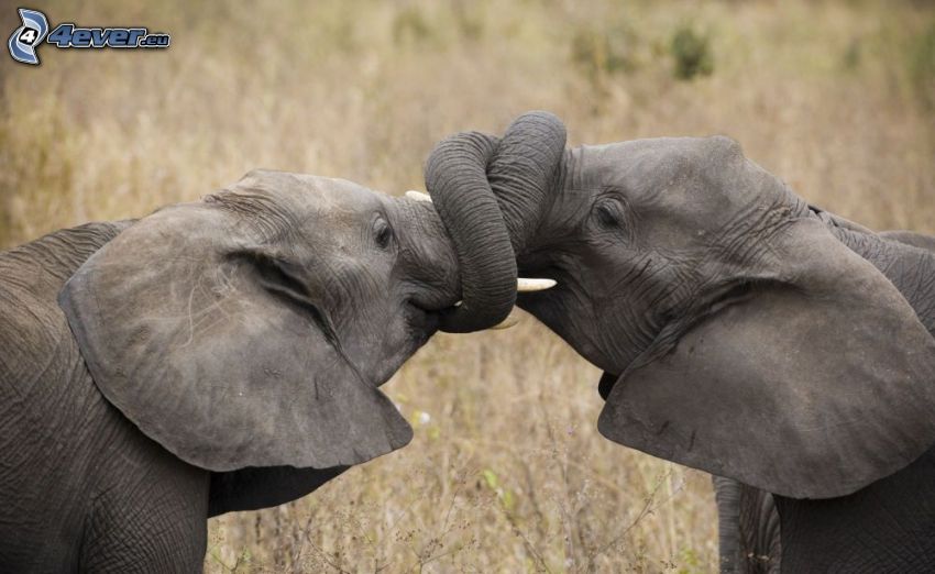elefantes, troncos