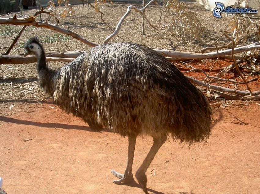 emú