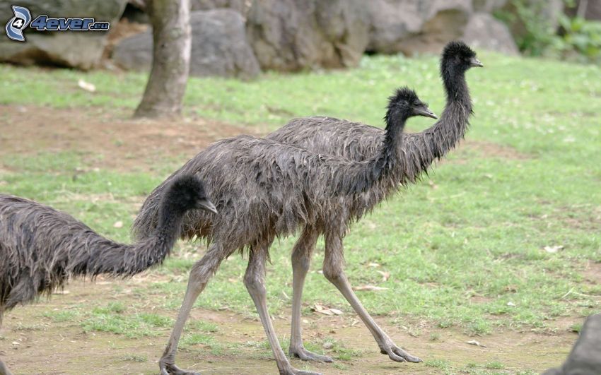 emú