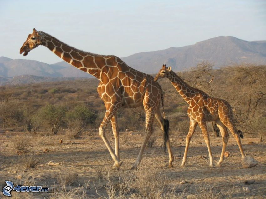 familia de las jirafas, jirafa en la estepa