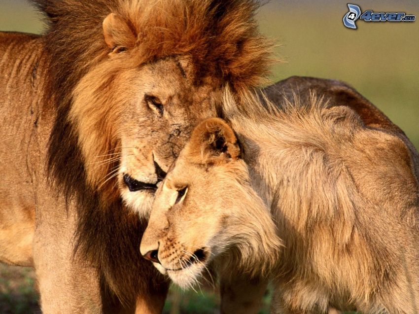 familia de león, amor del león
