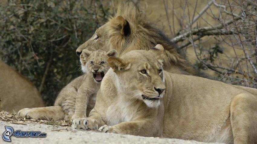 familia de león, leona, león