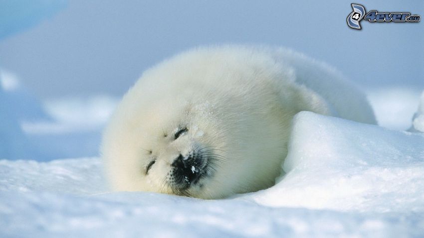 foca, nieve, dormir