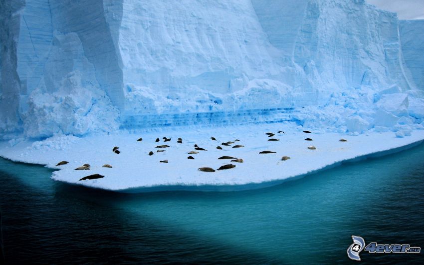 focas en el hielo