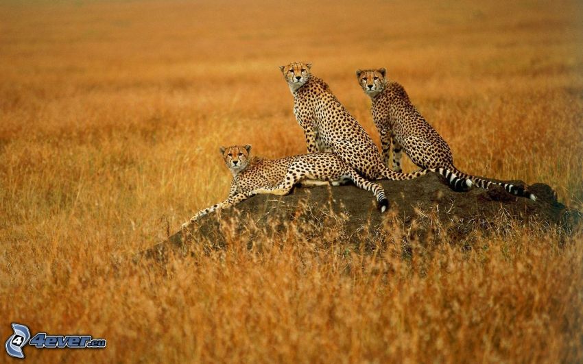 guepardos, fiera, sabana, África