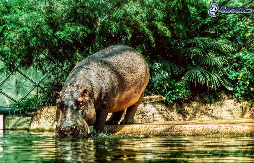 hipopótamo, agua, verde