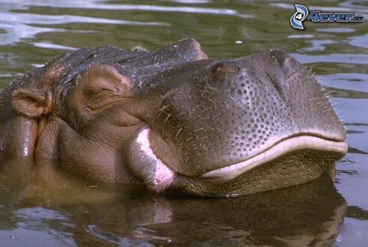 hipopótamo, agua