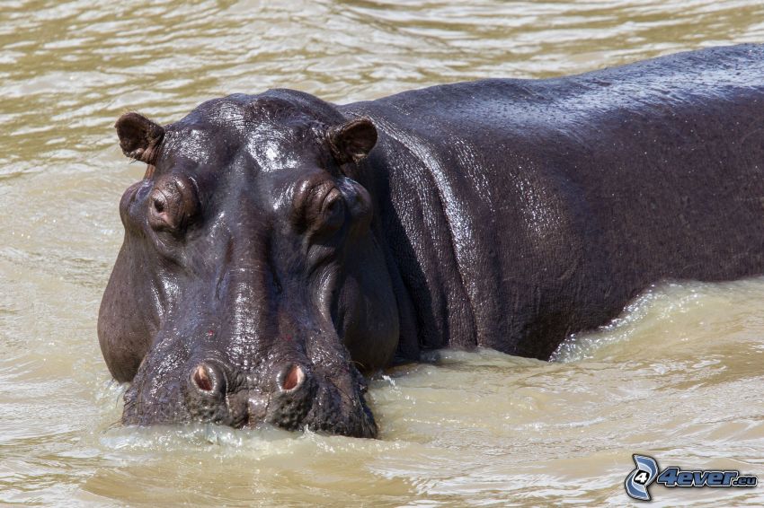 hipopótamo, agua