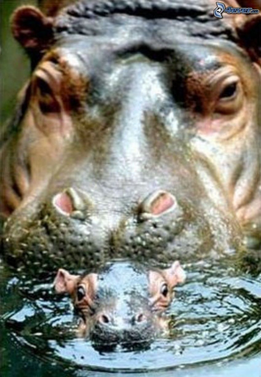 hipopótamo, animal