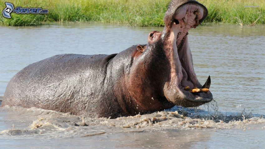 hipopótamo, bostezar, río