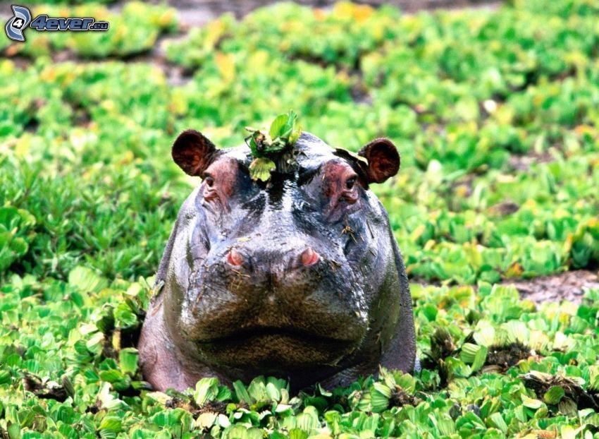 hipopótamo, plantas