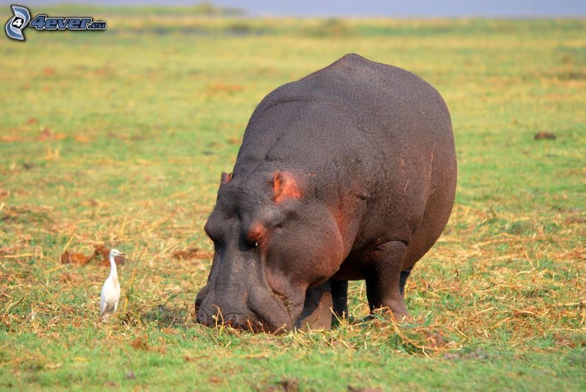 hipopótamo, prado