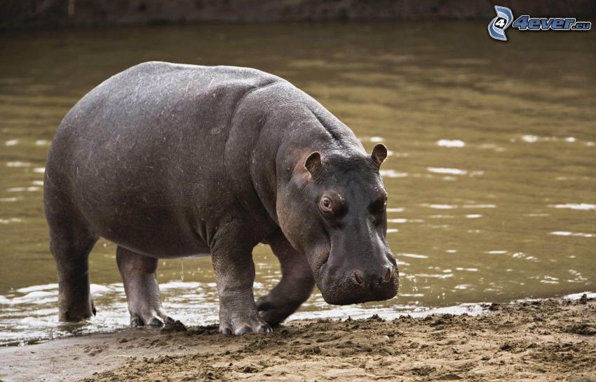 hipopótamo, río