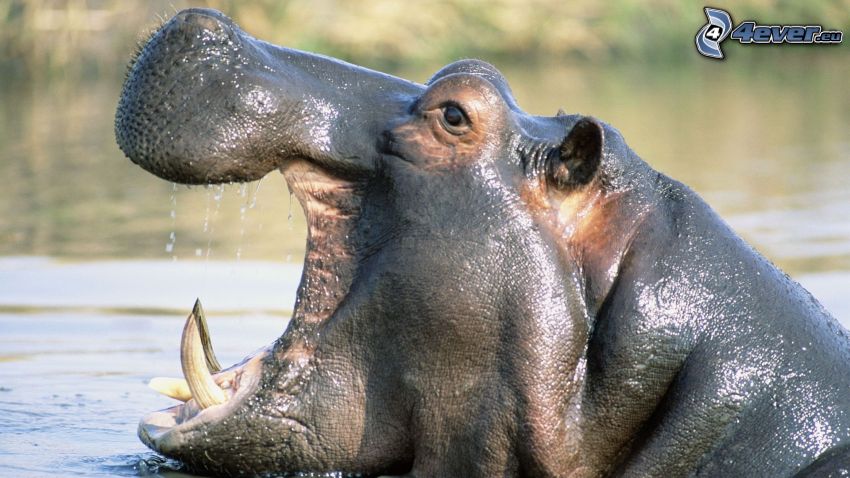 hipopótamo, rugido