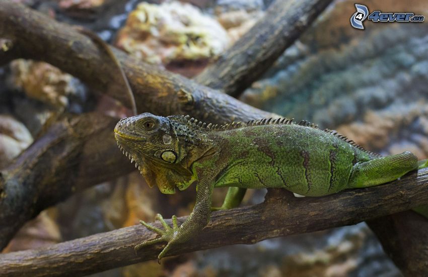 iguana, rama