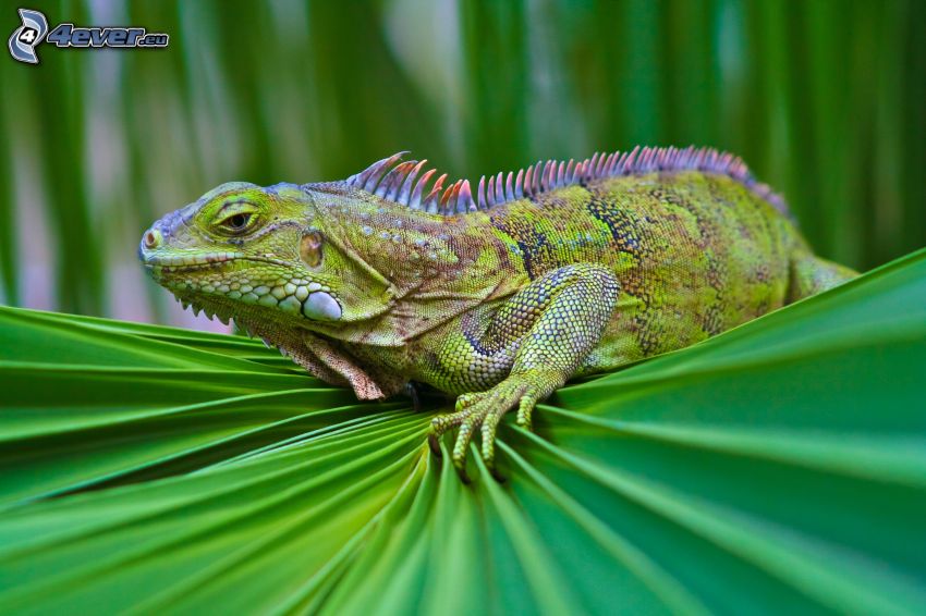 iguana