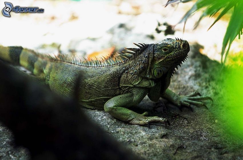 iguana verde, lagarto