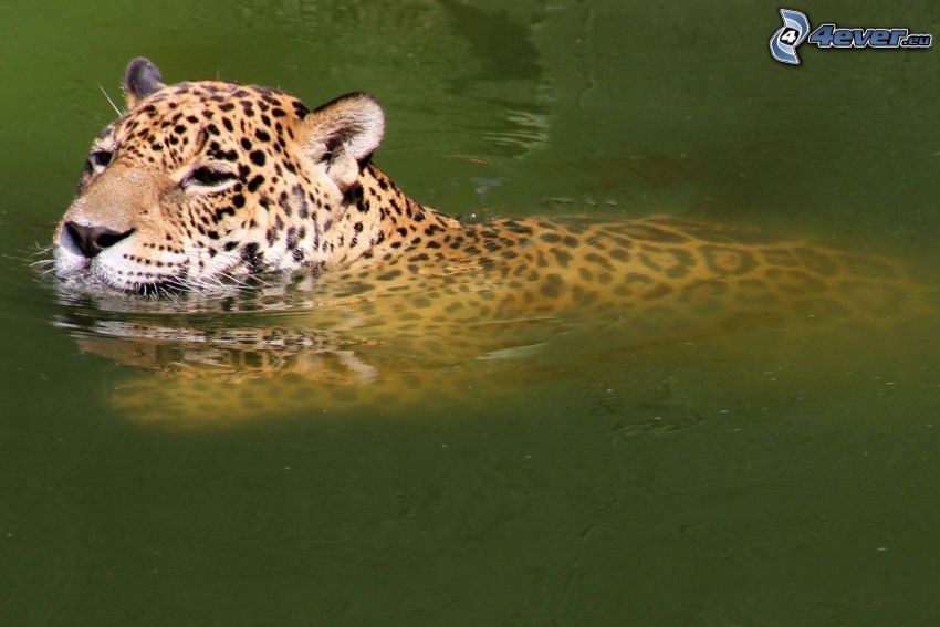 jaguar, agua