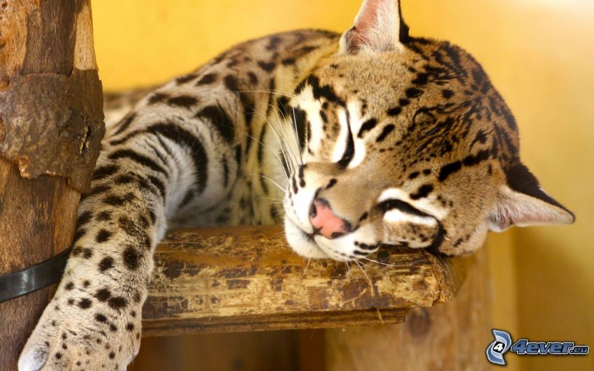 jaguar, dormir