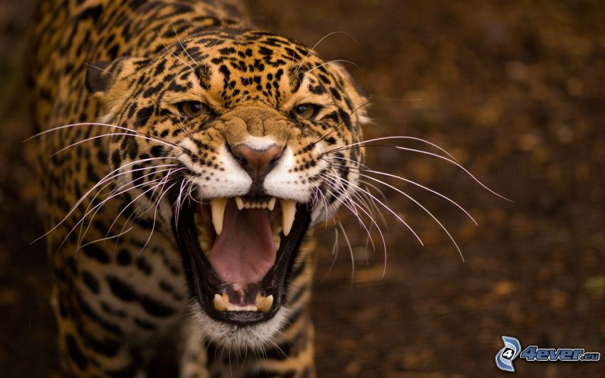 jaguar, rugido