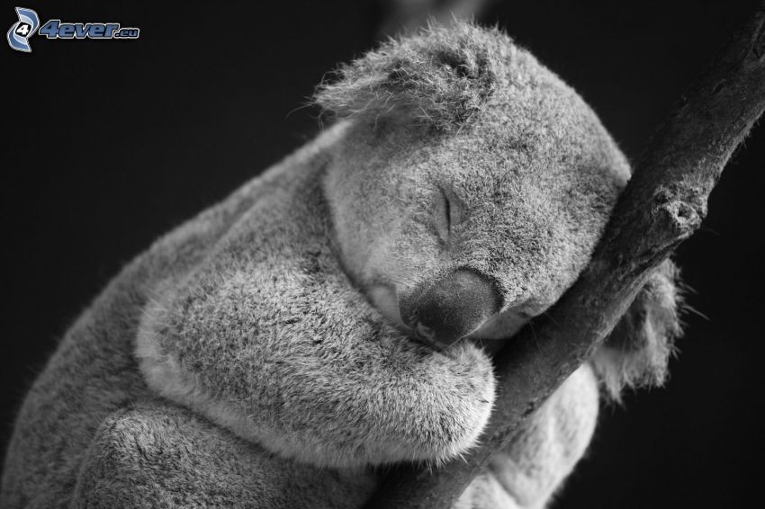 koala, dormir, ramita