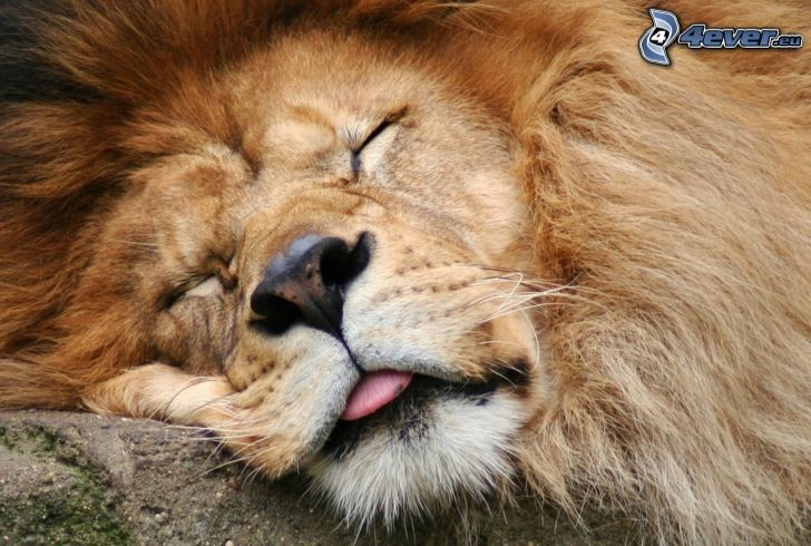 león, dormir, lengua