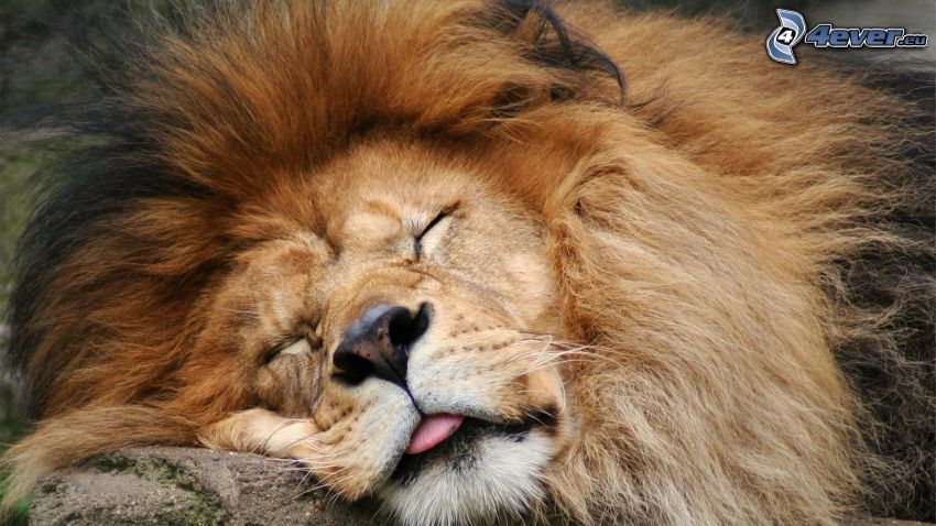 león, dormir