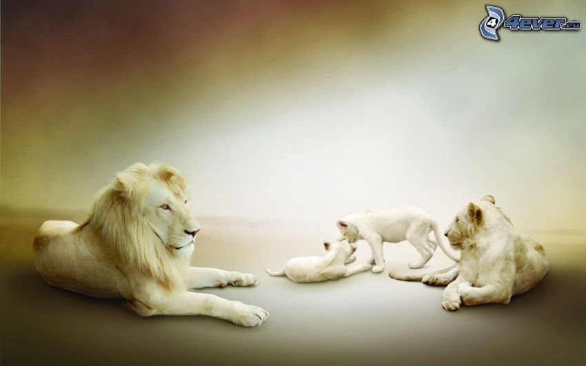 león, familia de león