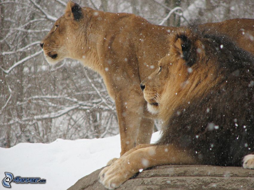 león, leona, nieve