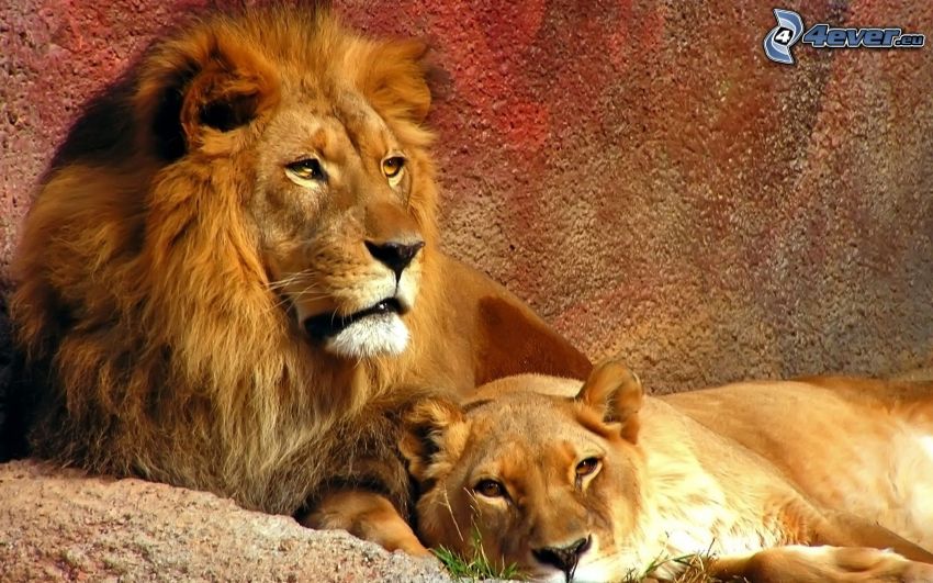 león, leona