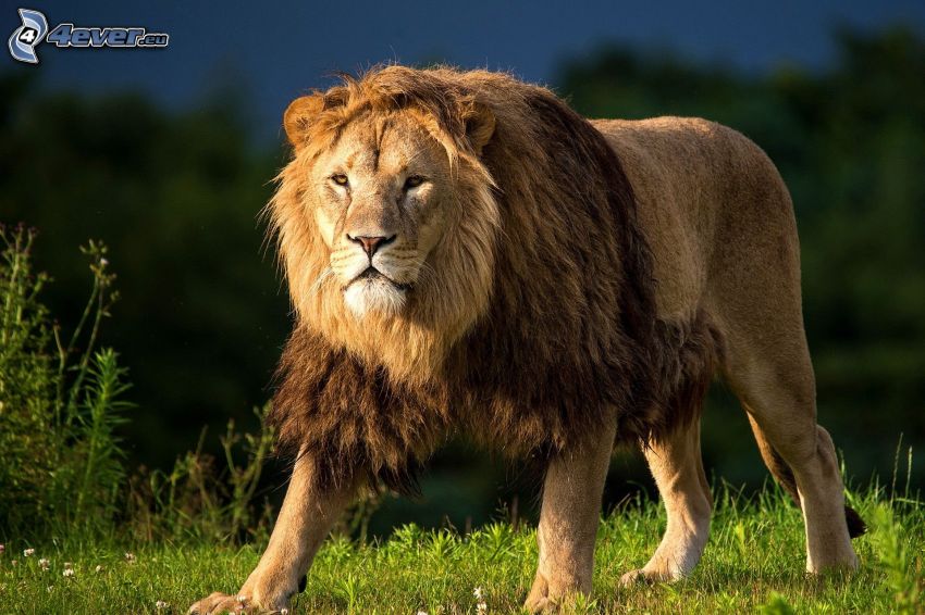 león